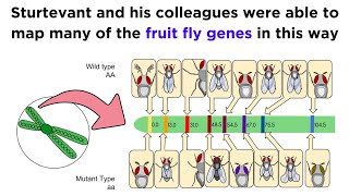 Gene Linkage and Genetic Maps [upl. by Anerac]