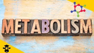 What is metabolism in biology [upl. by Merriman]