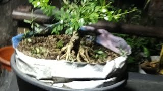 jatfa bonsai official vlog live streaming sekalian ngonten jatfa bonsai official pemula [upl. by Derwood33]