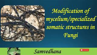 Modifications of myceliumspecialized somatic structures in Fungi [upl. by Helfand]