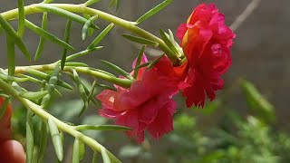 How to Save Your Portulaca  Moss Rose  Plant from Drowning [upl. by Eelhsa992]