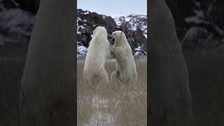 Sparring Polar Bears Photography Tour in Churchill wildlife polarbears sparringpolarbears [upl. by Caresa129]