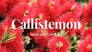 Callistemon Grow and Care Tips [upl. by Neffets]