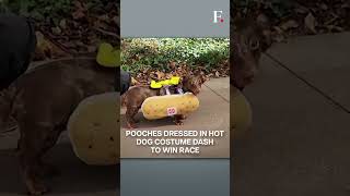 Watch Dachshunds Dressed as Hot Dogs Race in US Cincinnati  Subscribe to Firstpost [upl. by Nirehs379]