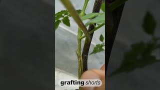 Tomato amp egg plant grafting result l grafting shorts [upl. by Aicilihp]