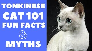 Tonkinese Cats 101  Fun Facts amp Myths [upl. by Schechter372]