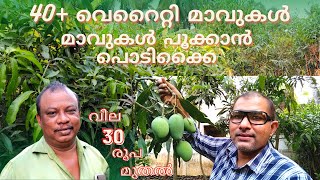 40 വെറൈറ്റി മാവുകൾ മാവുകൾ പൂക്കാൻ പൊടിക്കൈ Mango Tree Malayalam Kurissingal Nursery Puthukkad [upl. by Winton42]