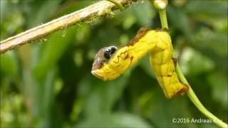 Snake caterpillar [upl. by Tatianna]