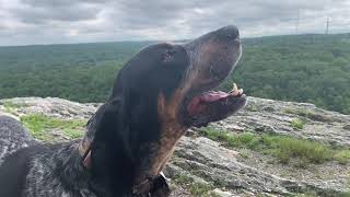 Coonhound Howling on a Mountain [upl. by Ardle792]