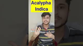 Acalypha Indica Homeopathic Medicine short youtubeshorts [upl. by Frierson]