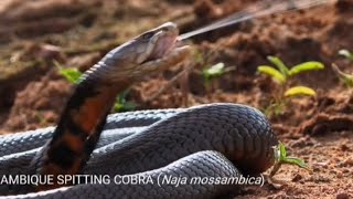 Ambique Spitting Cobra 🐍  Very Dangerous Snake you ever seen [upl. by Katinka98]