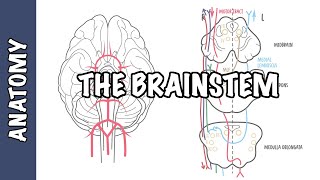 The Brainstem Clinical Anatomy  Rule of 4s midbrain medulla pons [upl. by Tayler]