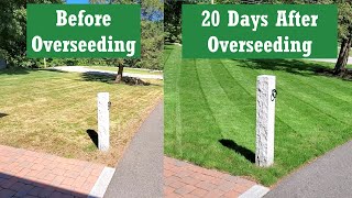 Overseeding My Cool Season Lawn [upl. by Eetse]