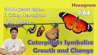 I Ching Hexagram No 64 Told That Caterpillars Symbolise Growth and Change [upl. by Ladiv209]