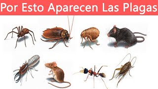 🐜Por ESTÁ RAZÓN APARECEN PLAGAS en Tu CASA ENERGÍA detrás de CHINCHES HORMIGAS CUCARACHAS RATAS [upl. by Rosa]