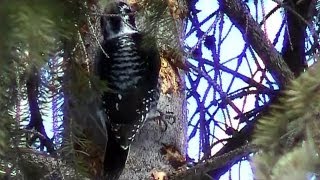 American Threetoed Woodpecker pecking feeding slow motion [upl. by Rai]