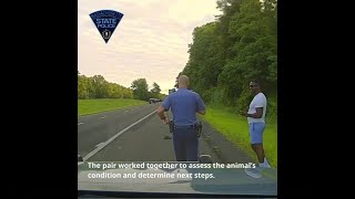 VIDEO MA State Police help rescue bird on I91 [upl. by Sams894]