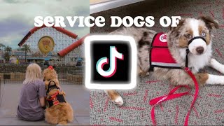 You’re on Service Dog side of TikTok 2 [upl. by Analahs]