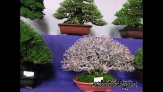 Bonsai market at the Green Club Part 3 Kokufu Bonsai Ten [upl. by Alda]