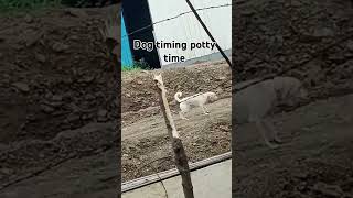 dog potty timing in surrounding area [upl. by Sixele]