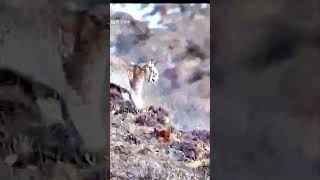 Bobcat vs Tibetan Mastiffs fight in the hills [upl. by Lindo440]