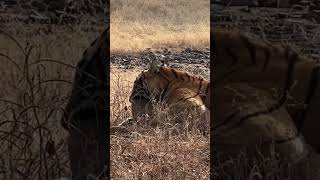 The Circle of Life A Tiger with Its Fresh Kill in Ranthambore tigerconservation indianwildlife [upl. by Hawken]