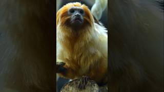 Beautiful Golden Lion Tamarin Eating Tamarin Wildlife GoldenLionTamarin Animals FunFacts [upl. by Market626]