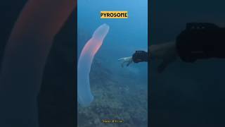 PYROSOME Pyrosome seacreatures sealife amazingfacts viralvideo interestingfacts [upl. by Cordell785]