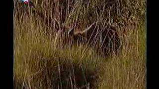 possible tasmanian tiger filmed in Australia [upl. by Yaeger]