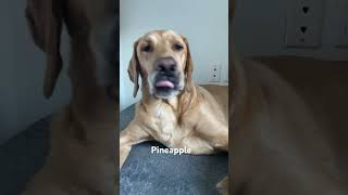 Good morning pineapple labradorretriever handsomedog [upl. by Aynnat]