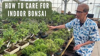 Care of Indoor Bonsai [upl. by Jempty]