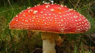 10 Amazing Facts About Fungi [upl. by Coad72]