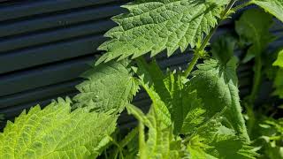 Identification Of Stinging Nettles Ahead Of Weed Treatment 🏡 Invasive Weeds [upl. by Wandie]