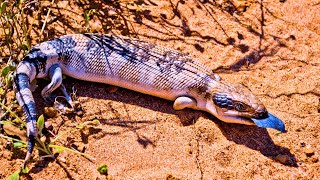 Bluetongued Skink A Unique Australian Lizard [upl. by Echikson969]