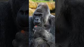 MindBlowing Facts About Silverback Gorillas Size Strength and Jungle Life [upl. by Cheri108]