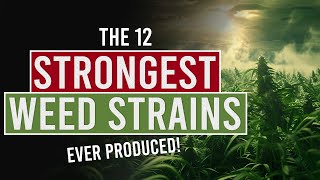 The 12 Strongest Weed Strains Ever Produced [upl. by Blas872]