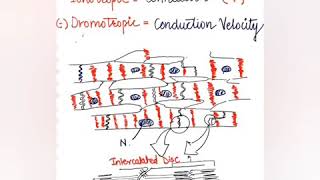 Rates and Conduction velocities in heart [upl. by Latricia]