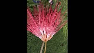 Powder Puff Plant Flower Calliandra Surinamensisshorts From Hawaii Islands [upl. by Brogle218]