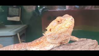 The central bearded dragon Pogona vitticeps also known as the inland bearded dragon [upl. by Sherwynd]