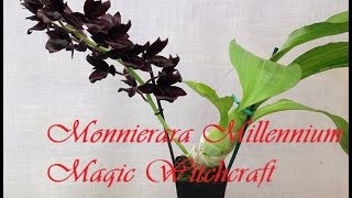 Орхидея Monnierara Millennium Magic Witchcraft [upl. by Enoob]