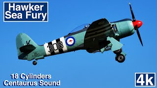 Hawker Sea Fury Aerobatics Fast and Loud Propeller Fighter Aircraft 4K [upl. by Alyce]