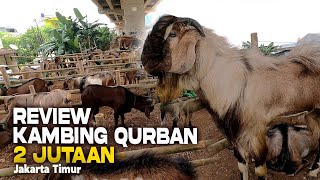 Review Harga Kambing Qurban Ekonomis Di Jakarta Timur [upl. by Netsrejk461]