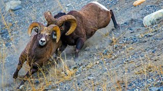 Epic Canadian Rockies Bighorn Ram Battle [upl. by Hescock894]