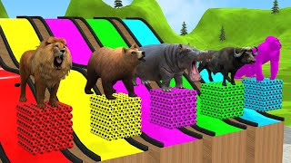 Long Slide Game With Elephant Gorilla Buffalo Hippopotamus Tiger  3d Animal Game  Funny 3d Animals [upl. by Wahkuna]