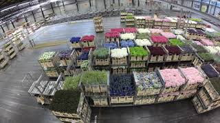 Flora Holland Flower Auction Aalsmeer Tour  4K [upl. by Gnuhp122]