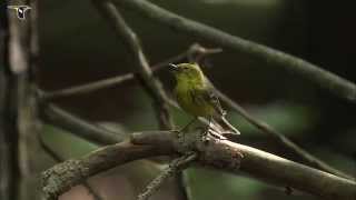 Pine Warbler singing [upl. by Ydnim]