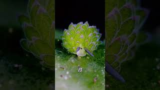 🐳 Unveiling the Leaf Sheep Sea Slug A Marvel of the Ocean 🌊 shorts animals [upl. by Star]