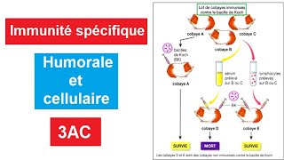 immunité spécifique humorale et cellulaire 3ac SVT [upl. by Issej]