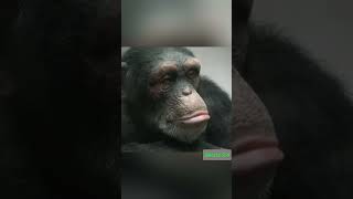 Baby chimpanzee 🐵 ytshorts shorts short facts amazing [upl. by Adnawed]