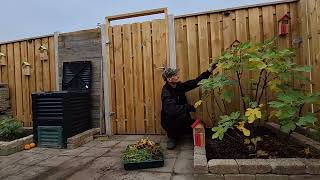 moestuin in het najaar november maand met exotische fruitbomen kijk amp like deze vijgenboom video [upl. by Artek]